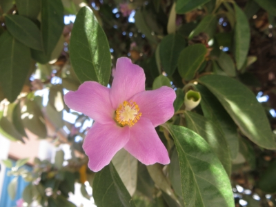 Lagunaria patersonia (Malvaceae)